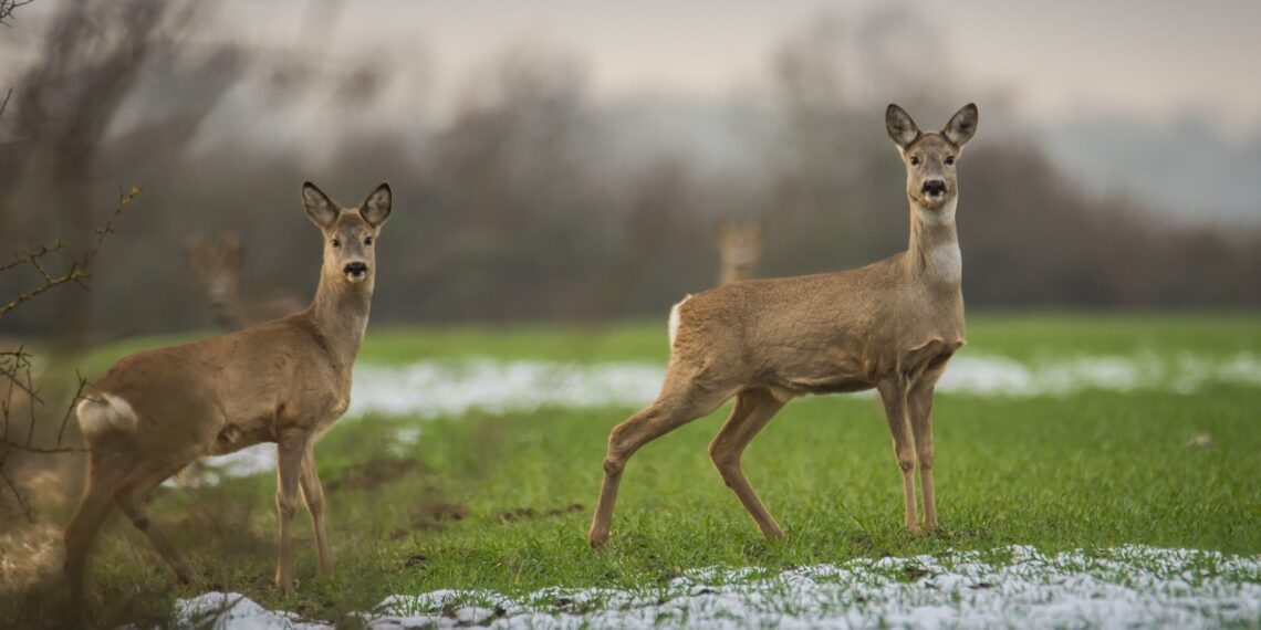 Ulukitõrje, ulukikahju. Foto: Pixabay