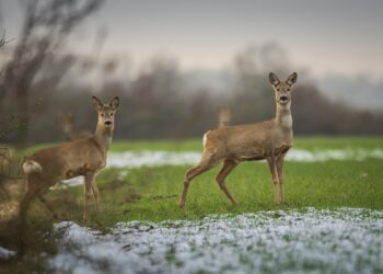 Ulukitõrje, ulukikahju. Foto: Pixabay