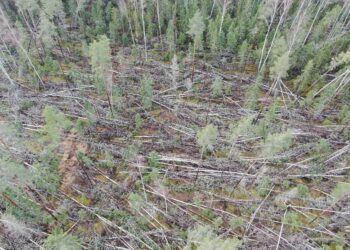Üraskitõrje tegevuskava on vaja juba sel kevadel. Koristamata tormimurrust alguse saanud üraskikahjustuse levik Karula rahvuspargis. Foto: Eesti Erametsaliit
