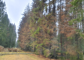 Ürask tungib erametsadesse. Foto: Looduskaitsealal tormikahjustusest alguse saanud üraskikahjustuse levik, Eesti Erametsaliit