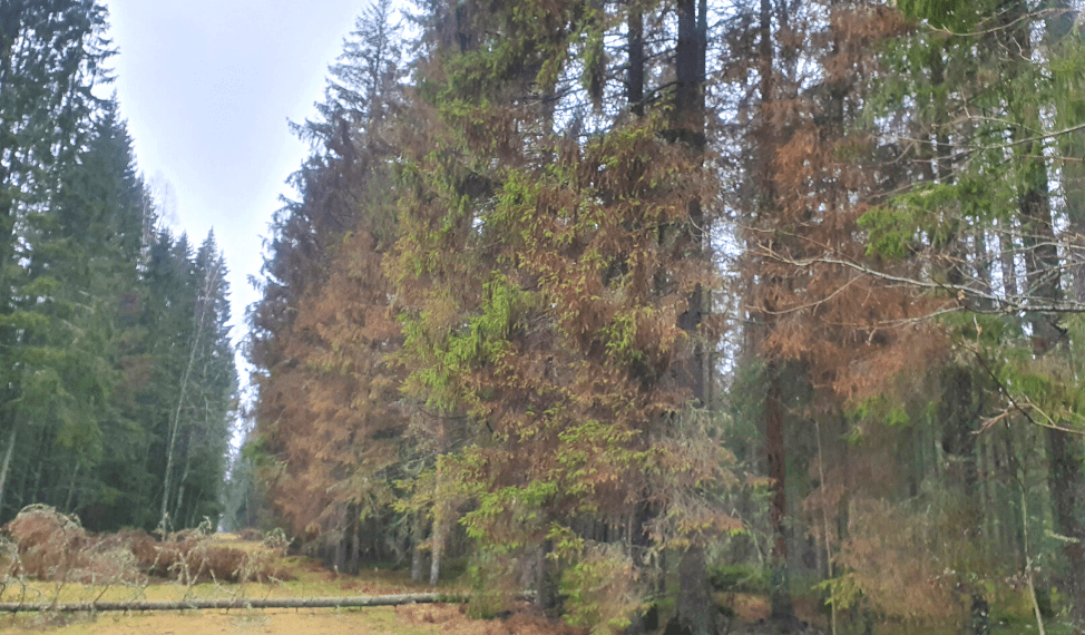 Ürask tungib erametsadesse. Foto: Looduskaitsealal tormikahjustusest alguse saanud üraskikahjustuse levik, Eesti Erametsaliit