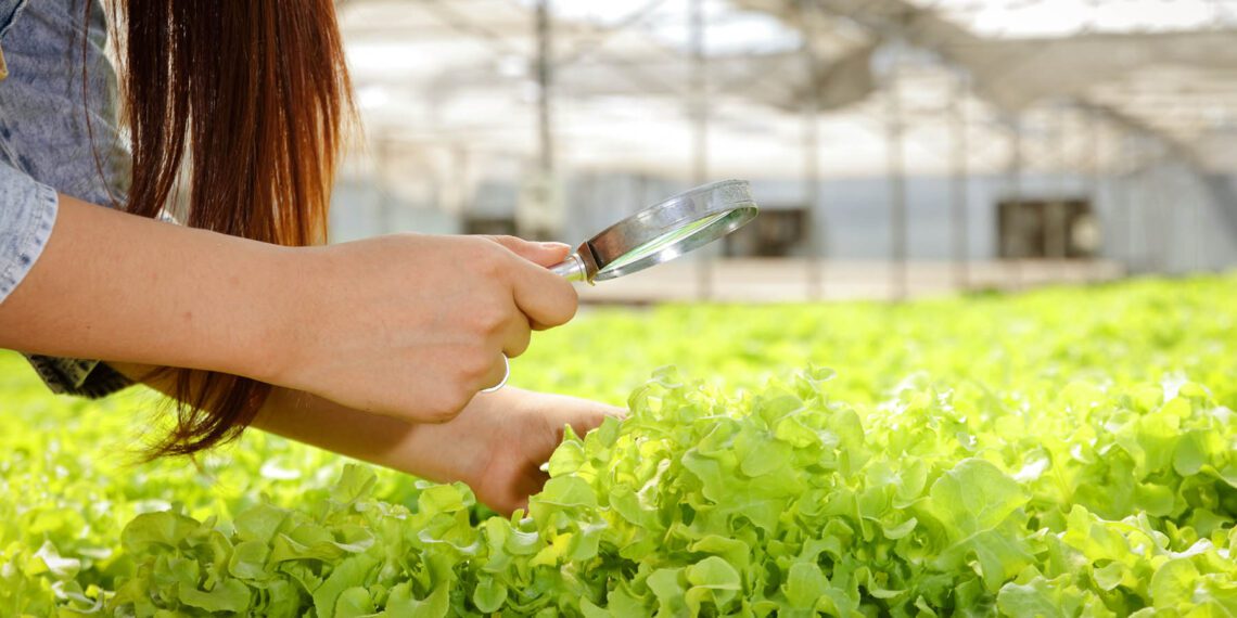 Välistööjõu asendamine toidutootmises vajab pikemaajalist plaani. Foto: Pixabay