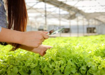 Välistööjõu asendamine toidutootmises vajab pikemaajalist plaani. Foto: Pixabay