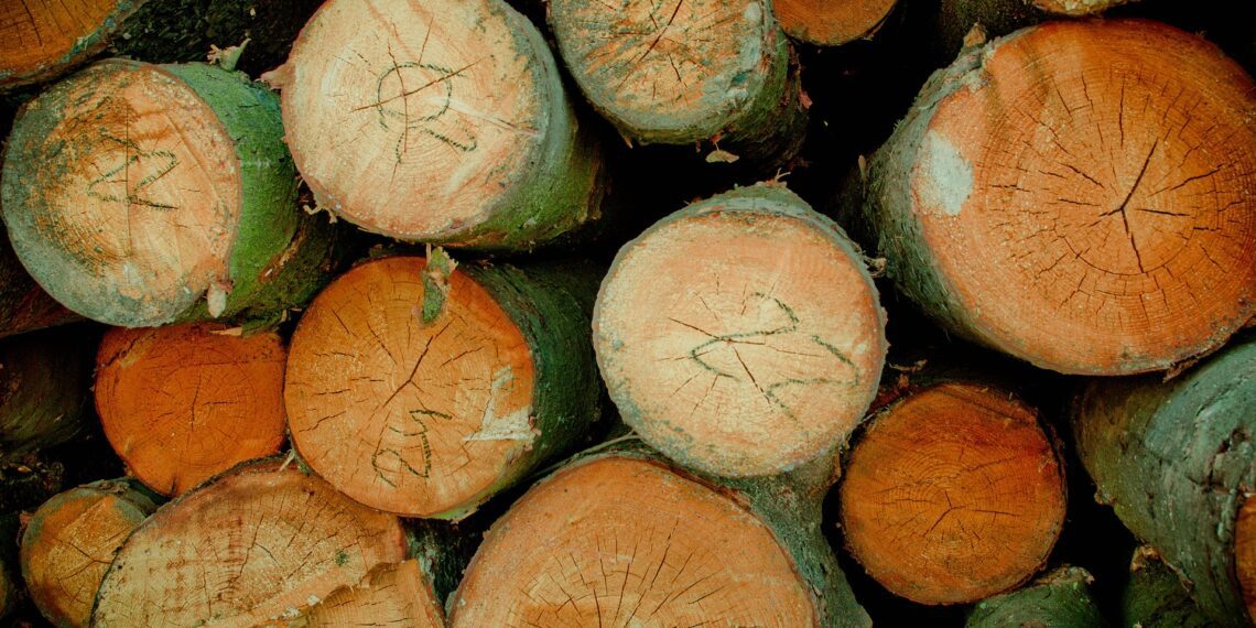 Noore metsa toetus. Erametsaliit tervitab valitsuse plaani erametsaomanike maksukoormust vähendada. Foto: Pixabay