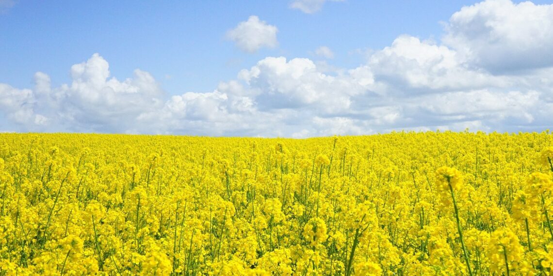 Käes on aeg kokku hoida! EPKK Sivar Irvali kolumn. Foto: Pixabay