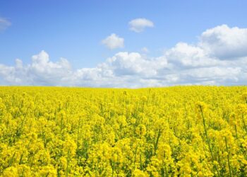 Käes on aeg kokku hoida! EPKK Sivar Irvali kolumn. Foto: Pixabay