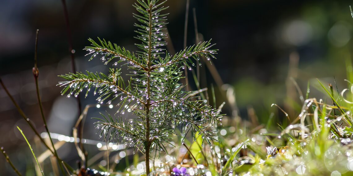 Metsaomanike maksusoodustus. Foto: Pixabay