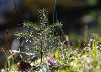 Metsaomanike maksusoodustus. Foto: Pixabay