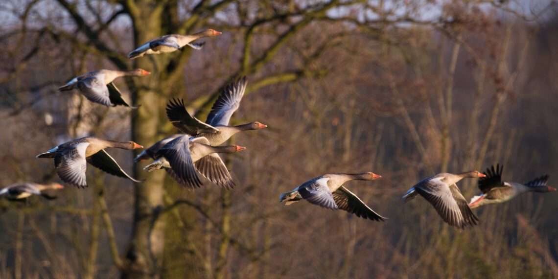 Põllumees, teata linnukahjust kindlasti Keskkonnaametile! Foto: haned, Shutterstock