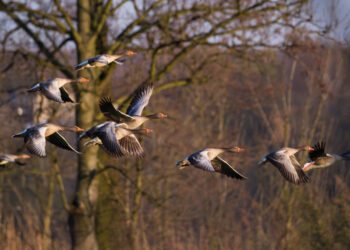 Põllumees, teata linnukahjust kindlasti Keskkonnaametile! Foto: haned, Shutterstock