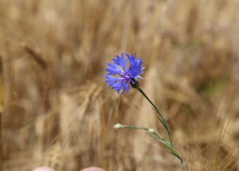 Üleskutse Eesti rahvale eelistage kohalikku toitu! Foto: Pixabay