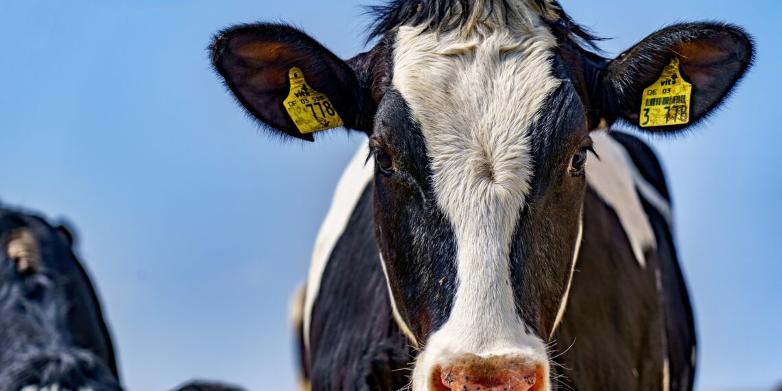 Piima kokkuostuhind on languses. Foto: Pixabay