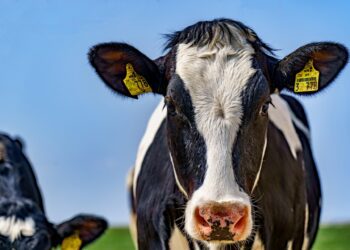 Piima kokkuostuhind on languses. Foto: Pixabay