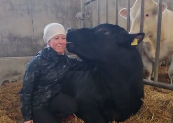 Uus võimalus aretuspullide sigimisvõime kontrolliks. Foto: Madis Kiiver