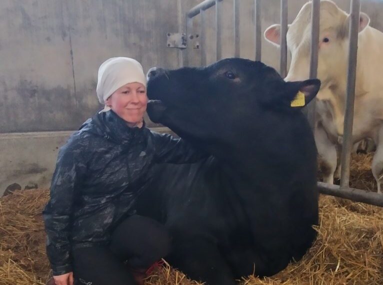 Uus võimalus aretuspullide sigimisvõime kontrolliks. Foto: Madis Kiiver
