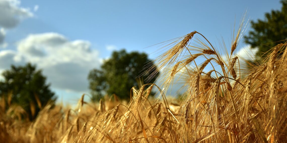 Danadim 40 EC on väljastatud eriluba kasutamiseks sügishooajal. Foto: Pixabay