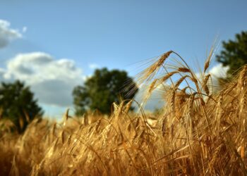 Danadim 40 EC on väljastatud eriluba kasutamiseks sügishooajal. Foto: Pixabay