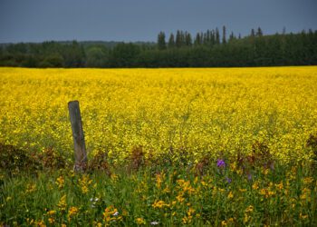 Riigimaa kasutusvalduse leping. Foto: Shuterstock