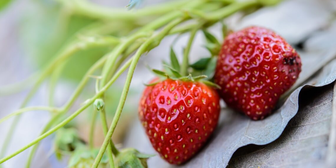 Välismaa põllutöölised tuleb erandkorras Eestisse lubada. Foto: Pixabay