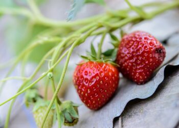 Välismaa põllutöölised tuleb erandkorras Eestisse lubada. Foto: Pixabay