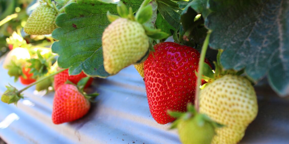 Alates 13. maist 2020 saab Eestimaa Talupidajate Keskliit alustada asendusteenistuse pakkumist sel aastal ka taimekasvatajatele. Foto: Pixabay