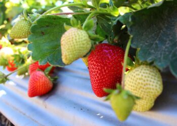 Alates 13. maist 2020 saab Eestimaa Talupidajate Keskliit alustada asendusteenistuse pakkumist sel aastal ka taimekasvatajatele. Foto: Pixabay