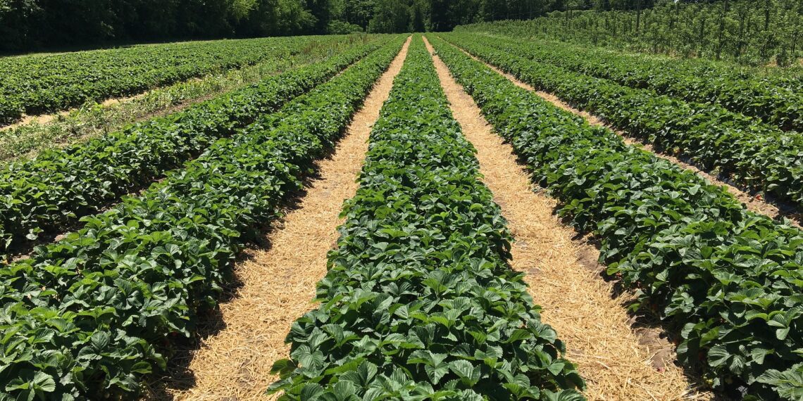 Põllumeeste vastus maaelu- ja siseministrile. Foto: Pixabay