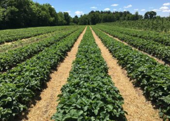 Põllumeeste vastus maaelu- ja siseministrile. Foto: Pixabay