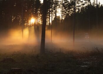 Metsa- ja puidusektor on ühe väikseima keskkonnajalajäljega tööstusharu. Foto: Metsaselts, autor Jarek Jõepera