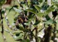 Kahjustus pirnipuul Pyrus galleryana, viljapuu-bakterpõletik. Foto David Davison, USA