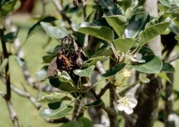 Kahjustus pirnipuul Pyrus galleryana, viljapuu-bakterpõletik. Foto David Davison, USA