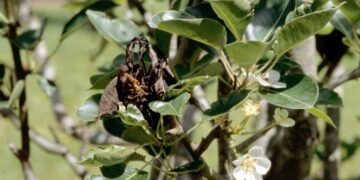Kahjustus pirnipuul Pyrus galleryana, viljapuu-bakterpõletik. Foto David Davison, USA