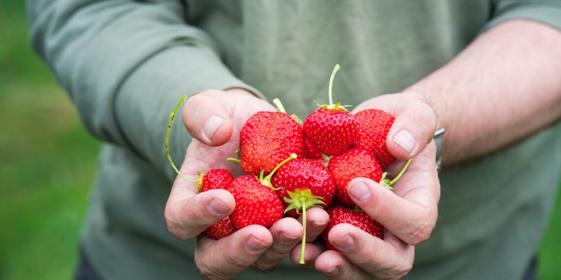 Põllumehed pöördusid valitsuse poole välistööjõu riiki lubamiseks. Foto: Shutterstock