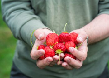 Põllumehed pöördusid valitsuse poole välistööjõu riiki lubamiseks. Foto: Shutterstock