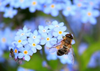 Taimekasvatajate ja mesinike ühised pingutused on vilja kandnud. Foto: Pixabay