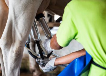 Põllumehed: aus põllumees täidab seadusi. Eesti Põllumajandus-Kaubanduskoja ülevaade Ukraina tööliste toomisest Eestisse. Foto: Shutterstock