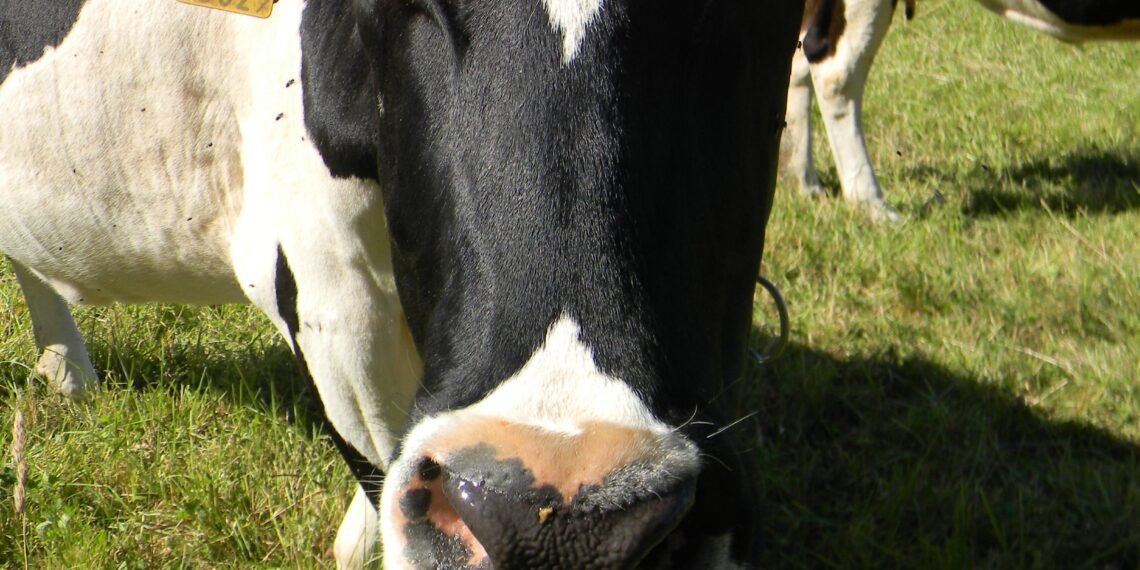 Piimalehma otsetoetuse tingimuste üle käib elav diskussioon. Foto: Ants Uus