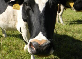 Piimalehma otsetoetuse tingimuste üle käib elav diskussioon. Foto: Ants Uus