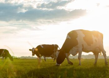 Aina rohkem piimakarjakasvatajaid valib oma piimatootmise pikaajaliseks toetus- ja konsultatsioonipartneriks Lely. Miks?