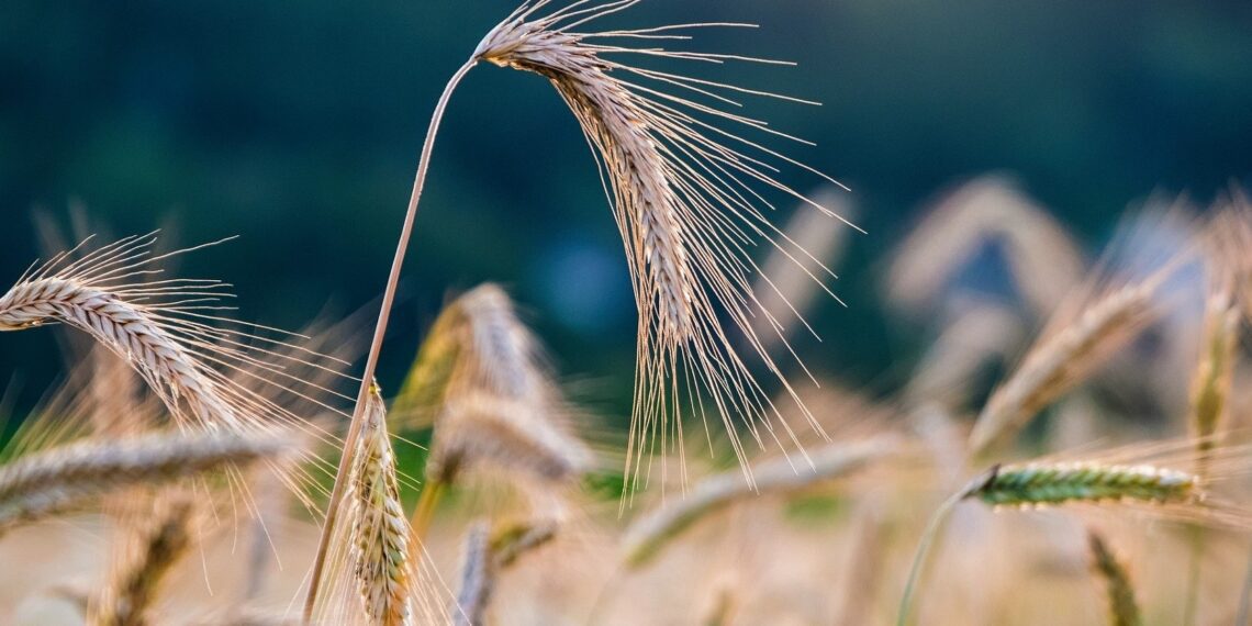 Mahepõllumajandus. Foto: Pixabay