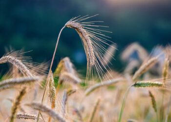 Mahepõllumajandus. Foto: Pixabay