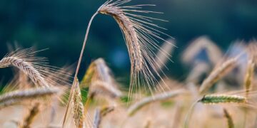 Mahepõllumajandus. Foto: Pixabay