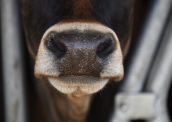 Lihaveisekasvatajad kogunevad Tartusse aastakonverentsile. Foto: Pixabay