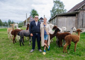 Parima talu valimine. Imre Heinsaar ja Evelin Jenk oma alpakade keskel. Foto: Gelis Pihelgas