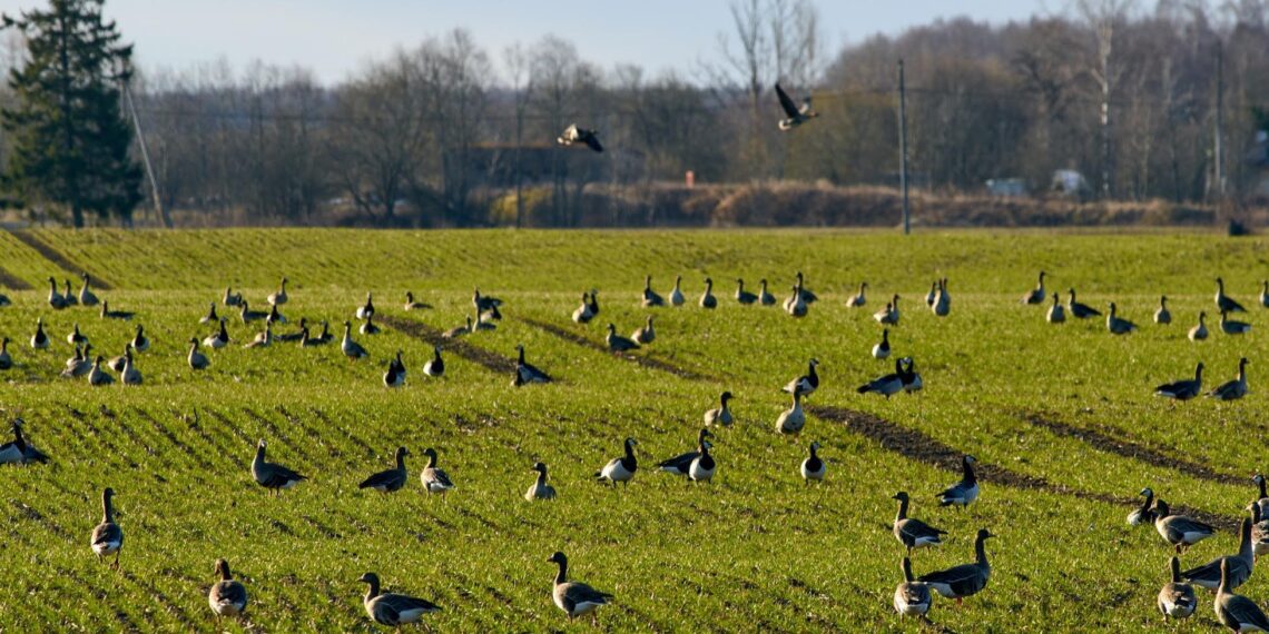 Kas heidutusjaht oli põllumehele kasulik? Suur-laukhaned ja valgepõsk-lagled tänavu 17. aprillil Kostivere teraviljapõllul. Foto: Jaanus Remm
