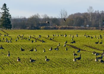 Kas heidutusjaht oli põllumehele kasulik? Suur-laukhaned ja valgepõsk-lagled tänavu 17. aprillil Kostivere teraviljapõllul. Foto: Jaanus Remm