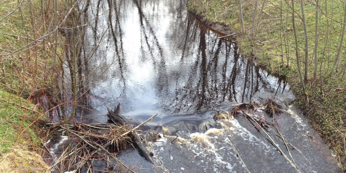 Kobras ehitab oma elupaiga veetaseme tõstmiseks tammi. Selleks kasutab ta langetatud puude tüvesid, oksi ja risu, mis seotakse savi ja mudaga. Foto: Metsaühistu