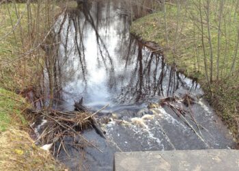 Kobras ehitab oma elupaiga veetaseme tõstmiseks tammi. Selleks kasutab ta langetatud puude tüvesid, oksi ja risu, mis seotakse savi ja mudaga. Foto: Metsaühistu