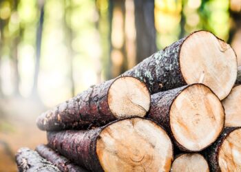 Tulumaksuseaduse muudatuse tõttu on alates 2020. aasta algusest metsatehingute maksustamine füüsilistele isikutele varasemast soodsam. Foto: Shutterstock