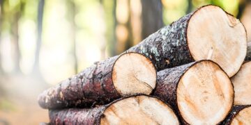 Tulumaksuseaduse muudatuse tõttu on alates 2020. aasta algusest metsatehingute maksustamine füüsilistele isikutele varasemast soodsam. Foto: Shutterstock